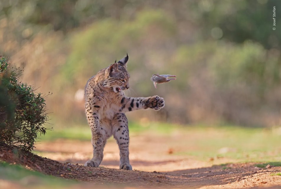 Wildlife Photographer 2026 / Εκπληκτικές φωτογραφίες της άγριας ζωής