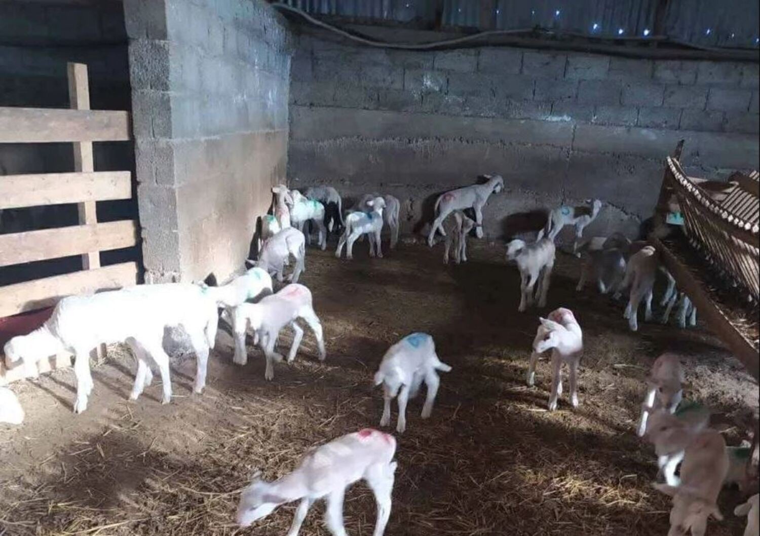 Θεσσαλονίκη: Έκλεψαν 40 πρόβατα από στάνη και διέλυσαν εγκαταστάσεις – «Για μένα αυτό ήταν χαριστική βολή» λέει ο κτηνοτρόφος
