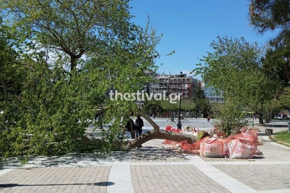 Θεσσαλονίκη: Πτώσεις δέντρων λόγω των ισχυρών ανέμων – Με εκδορές στα χέρια δύο παιδιά 