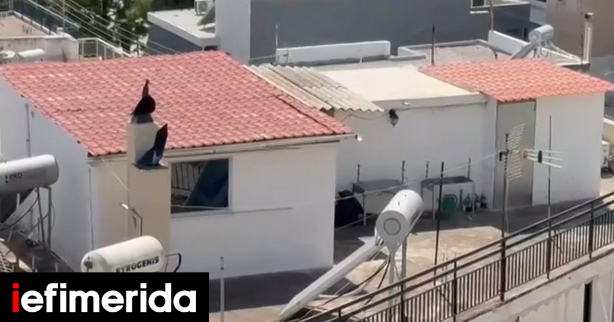 Περιστέρι: «Είχαν γαστρεντερίτιδα, είμαι 7 μηνών έγκυος» -Πώς δικαιολογεί η μητέρα τη σοκαριστική εικόνα με τις ακαθαρσίες